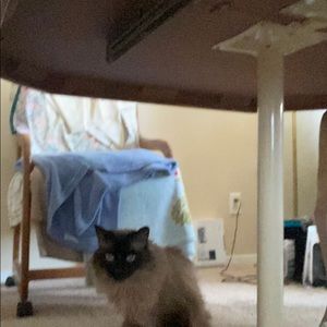 Meet your Posher, Julie